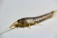 711 Silverfish Control Canberra image 5